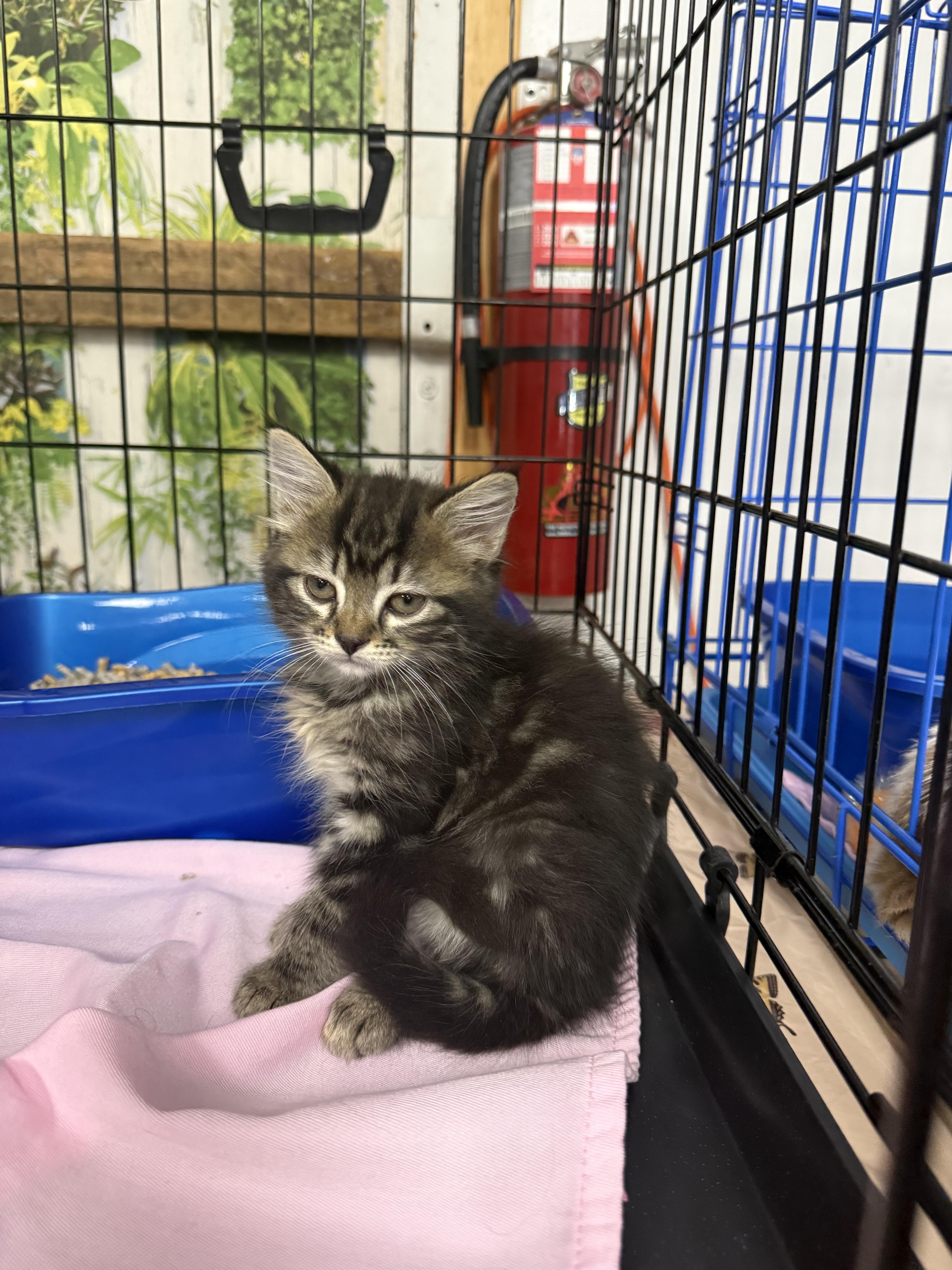 Darla, a ADOPTABLE Domestic Medium Hair in Brooklyn, NY image 4/4