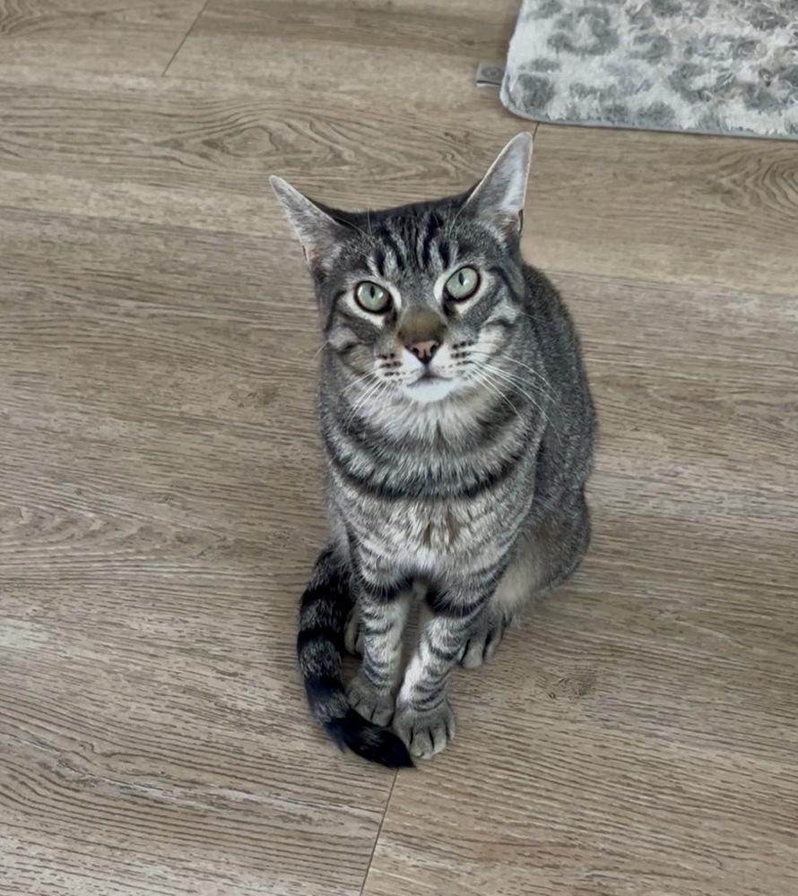 Henry, Adoptable, Adult Male Tabby & Domestic Short Hair.