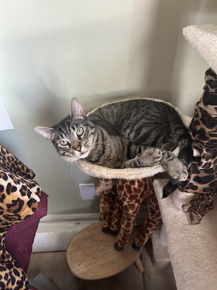 Henry, Adoptable, Adult Male Tabby & Domestic Short Hair.