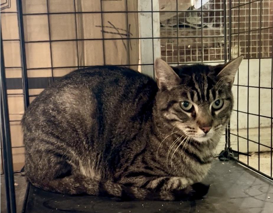 Enlarge Henry, a Adoptable mixed breed in Gardena, CA image 3/3