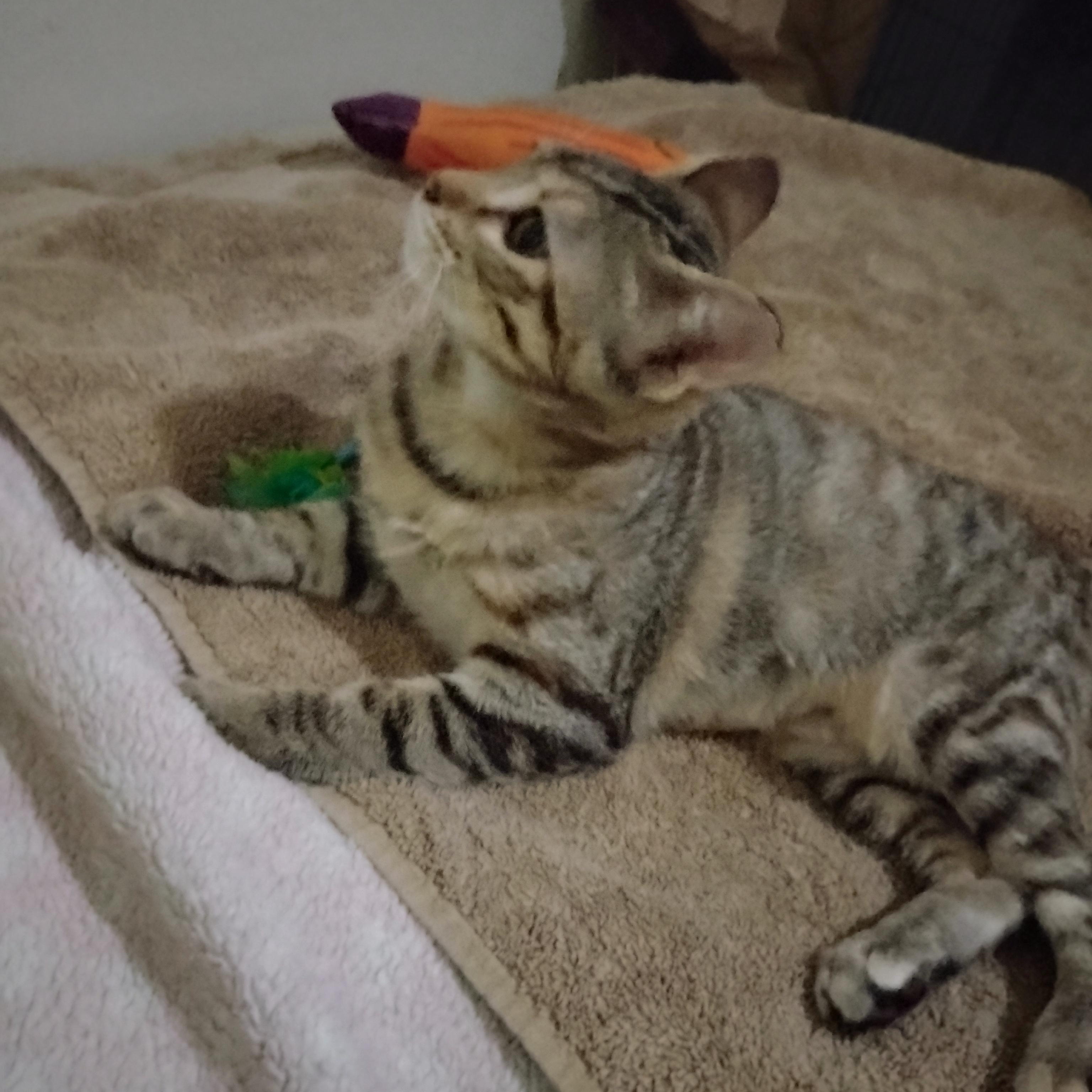 Enlarge Eve, a Adopted Domestic Short Hair in Woodland, CA image 5/5