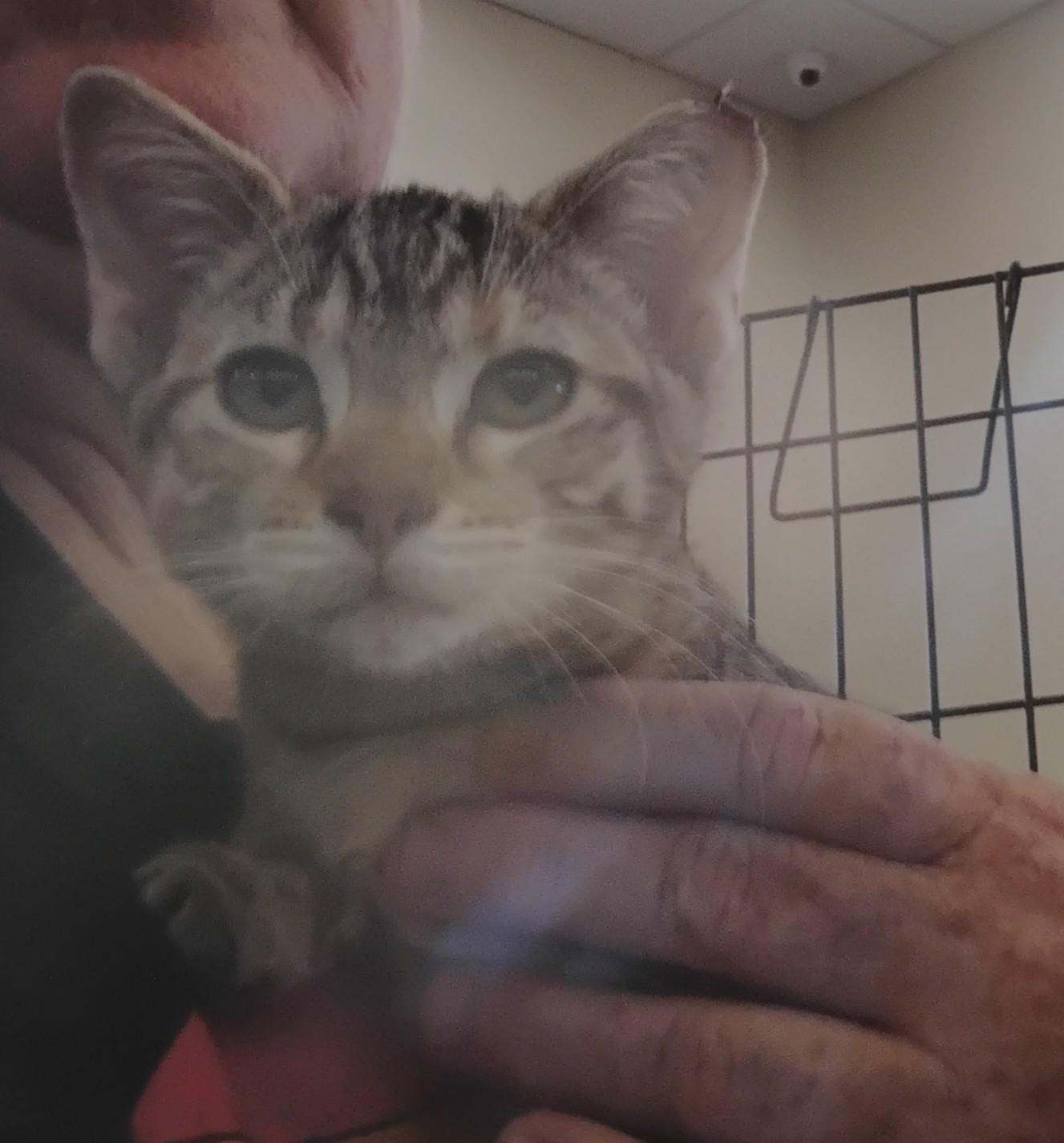 Enlarge Eve, a Adopted Domestic Short Hair in Woodland, CA image 2/5