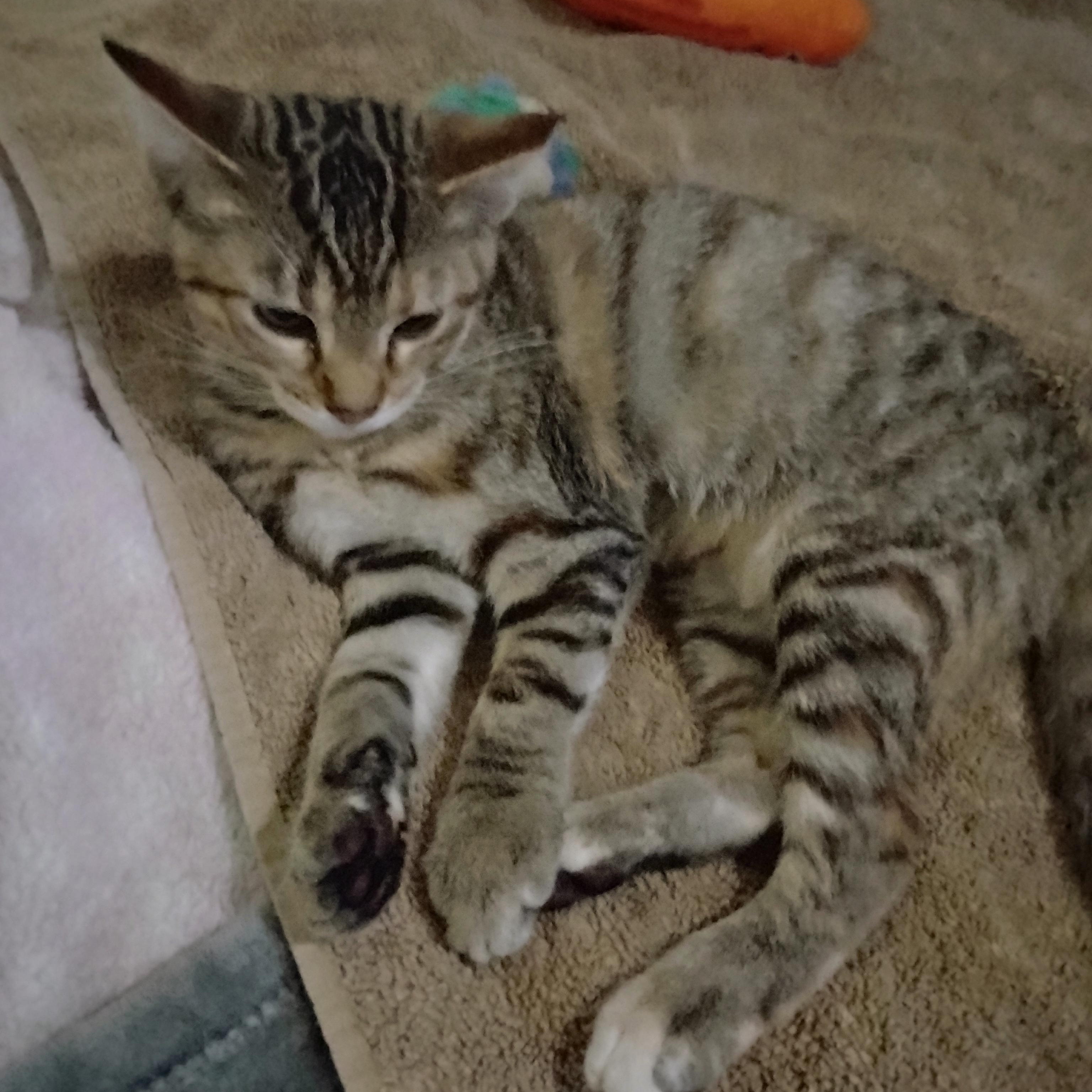 Enlarge Eve, a Adopted Domestic Short Hair in Woodland, CA image 4/5