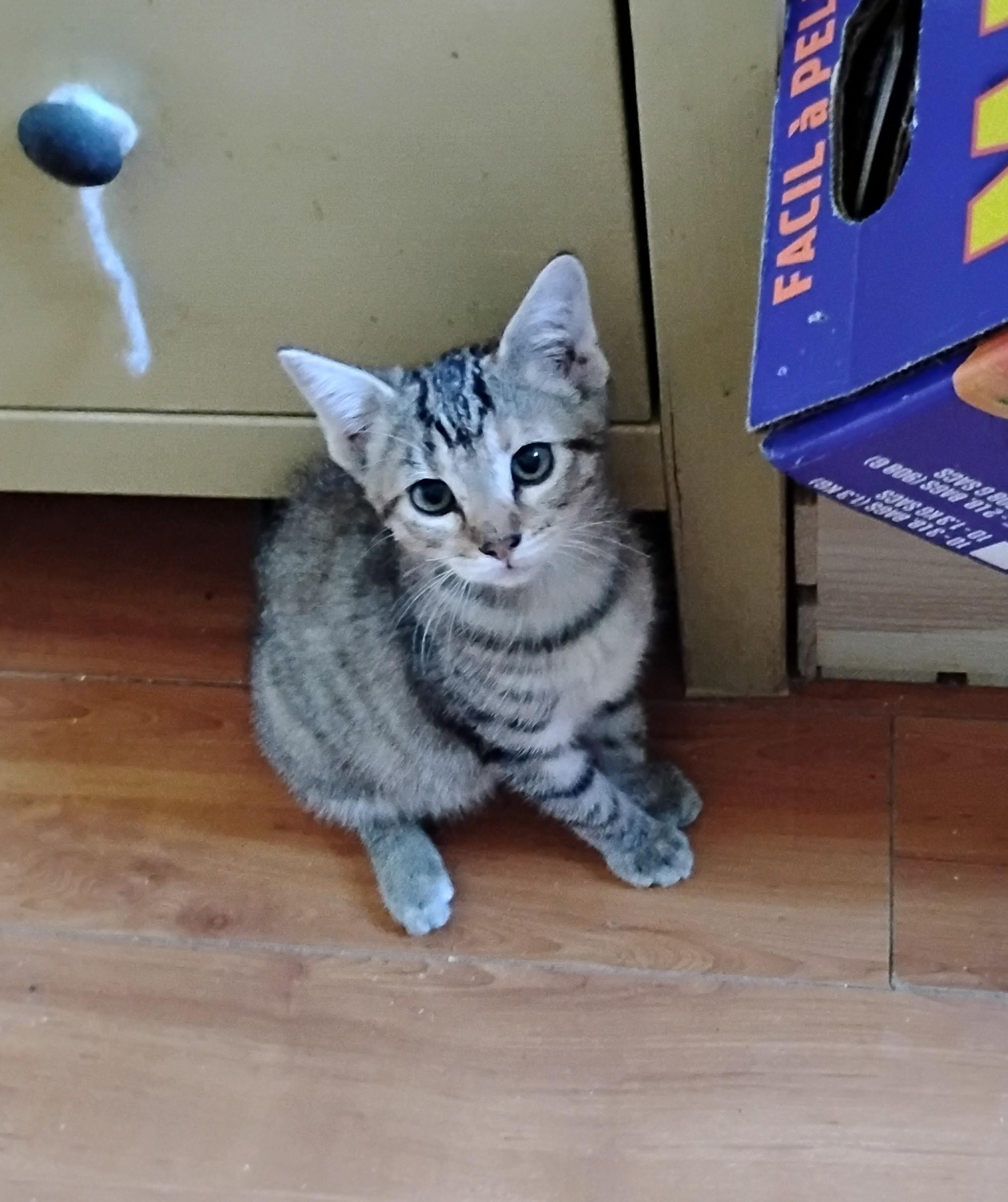 Enlarge Eve, a Adoptable Domestic Short Hair in Woodland, CA image 4/4