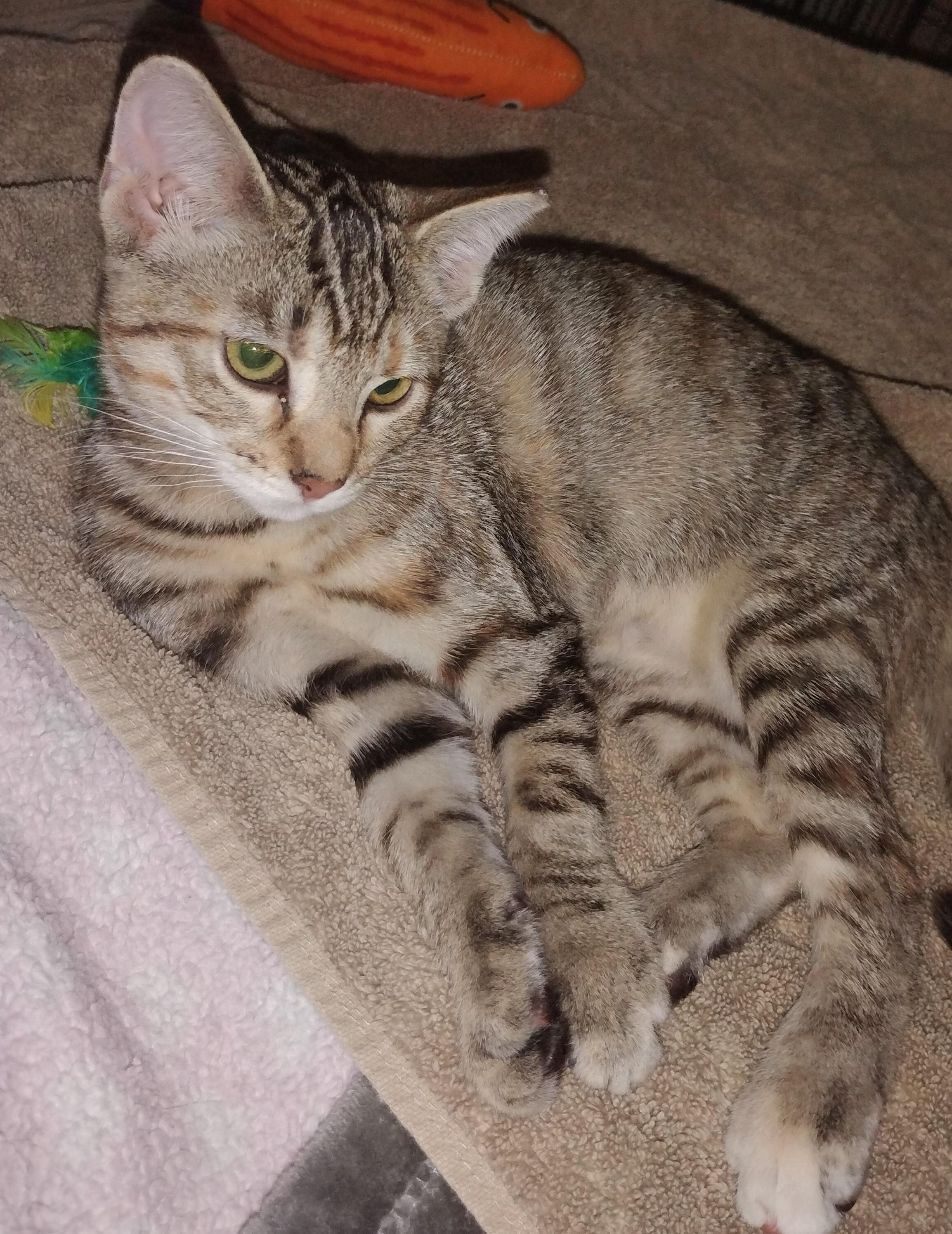 Eve, Adopted, Kitten Female Domestic Short Hair.