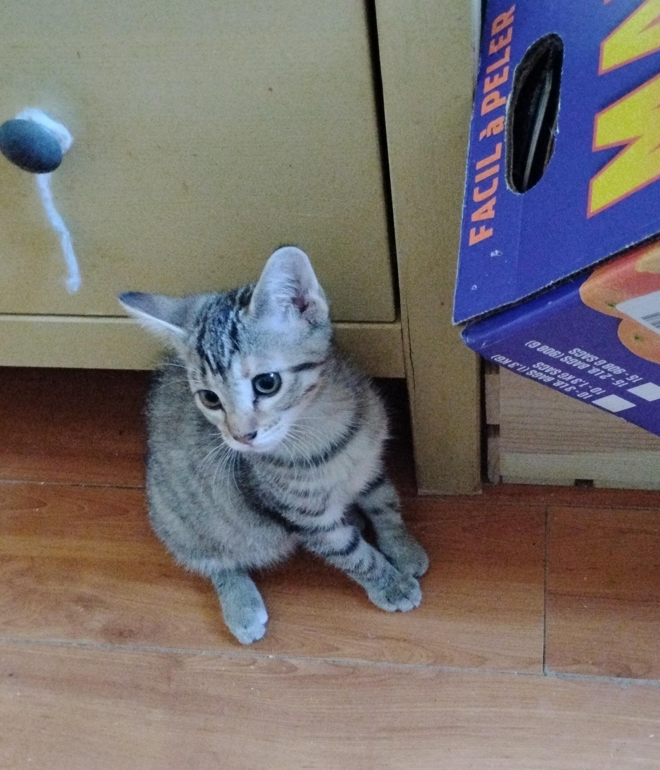 Enlarge Eve, a Adoptable Domestic Short Hair in Woodland, CA image 2/4