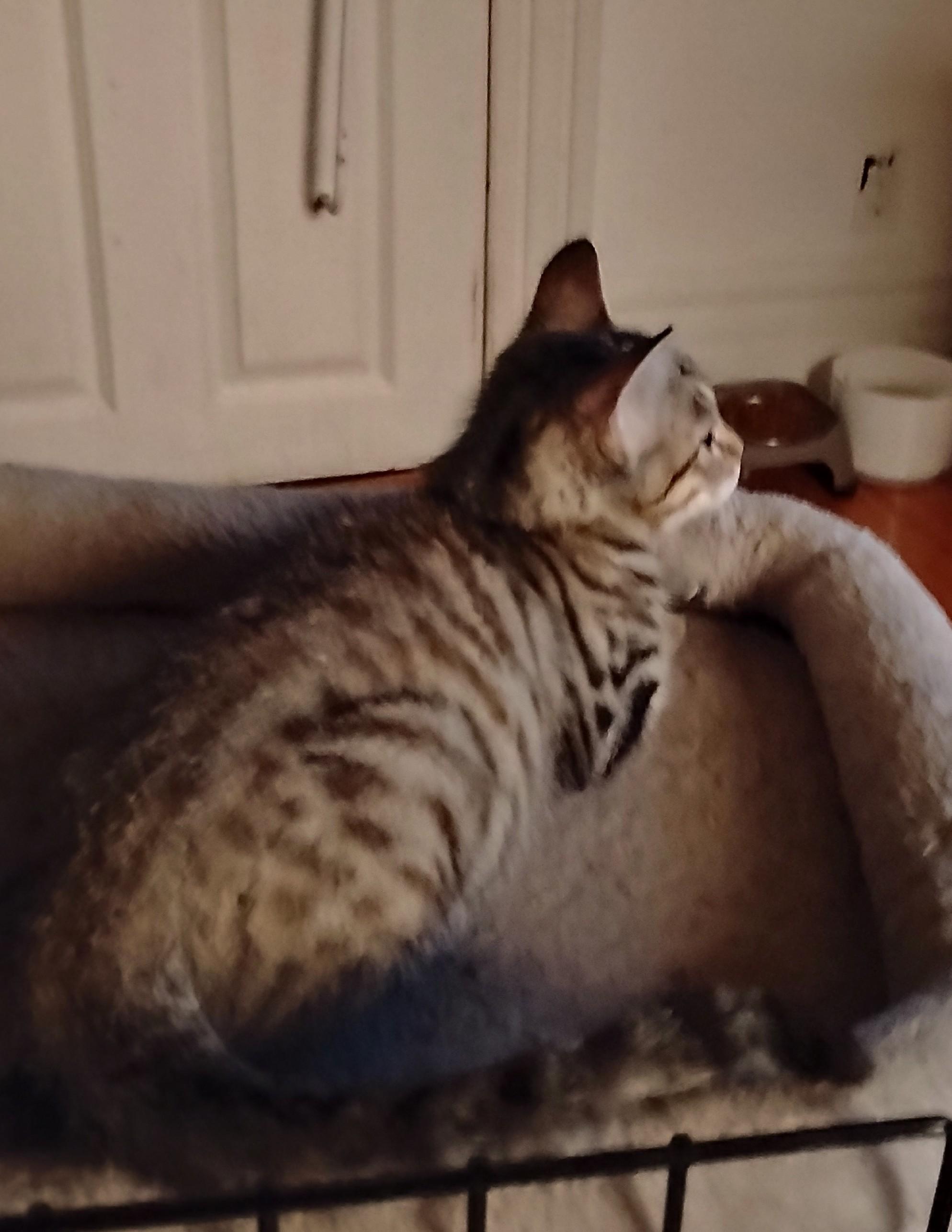 Enlarge Eve, a Adoptable Domestic Short Hair in Woodland, CA image 3/4