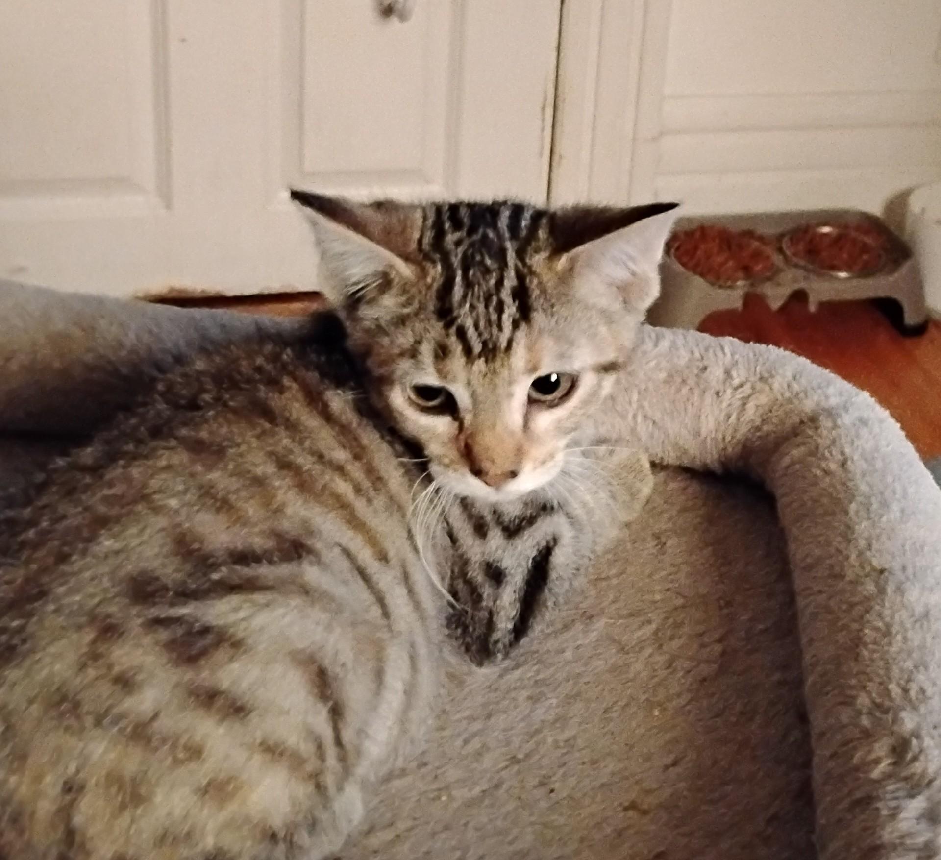 Eve, Adoptable, Kitten Female Domestic Short Hair.