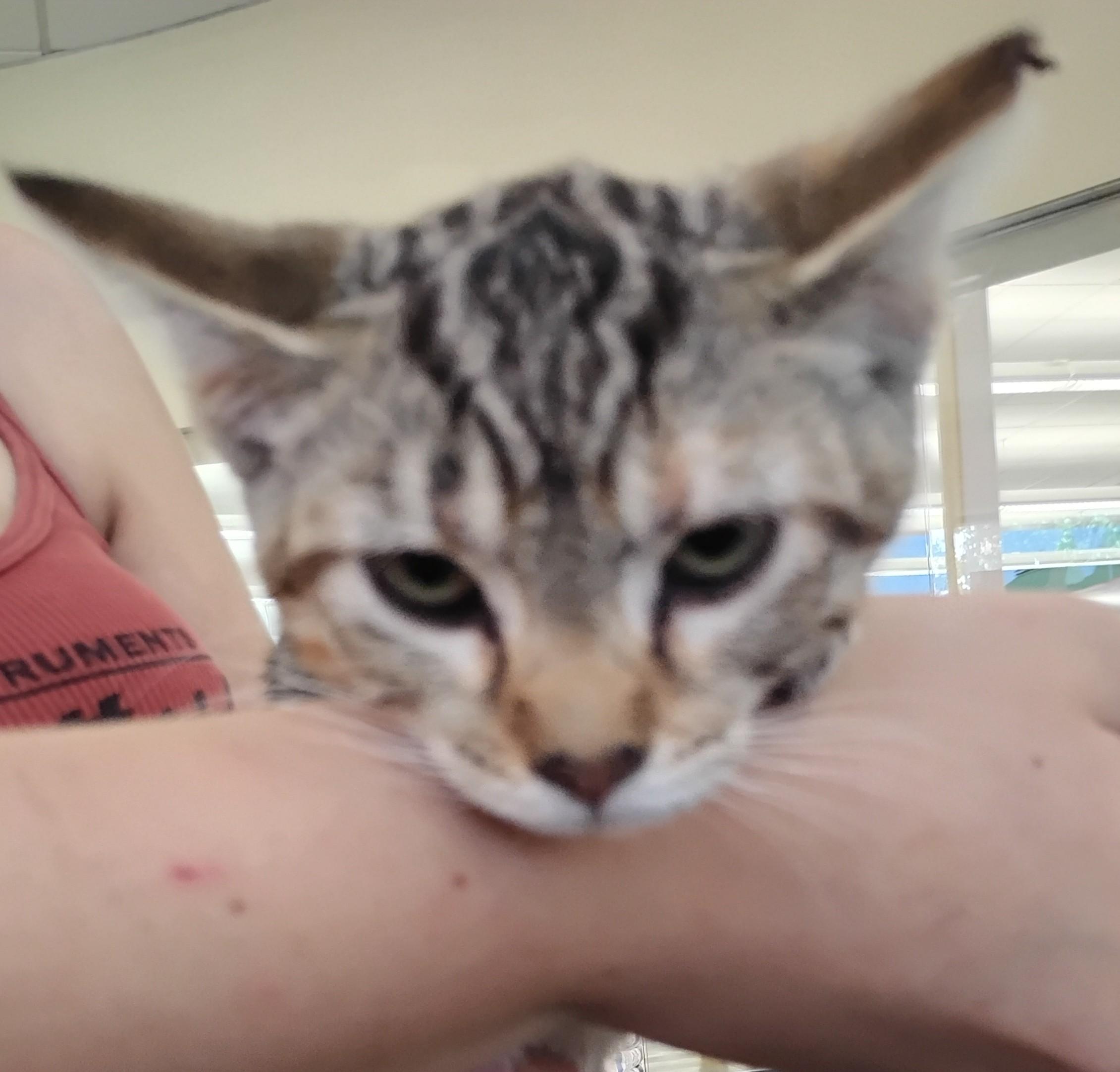 Enlarge Eve, a Adopted Domestic Short Hair in Woodland, CA image 3/5