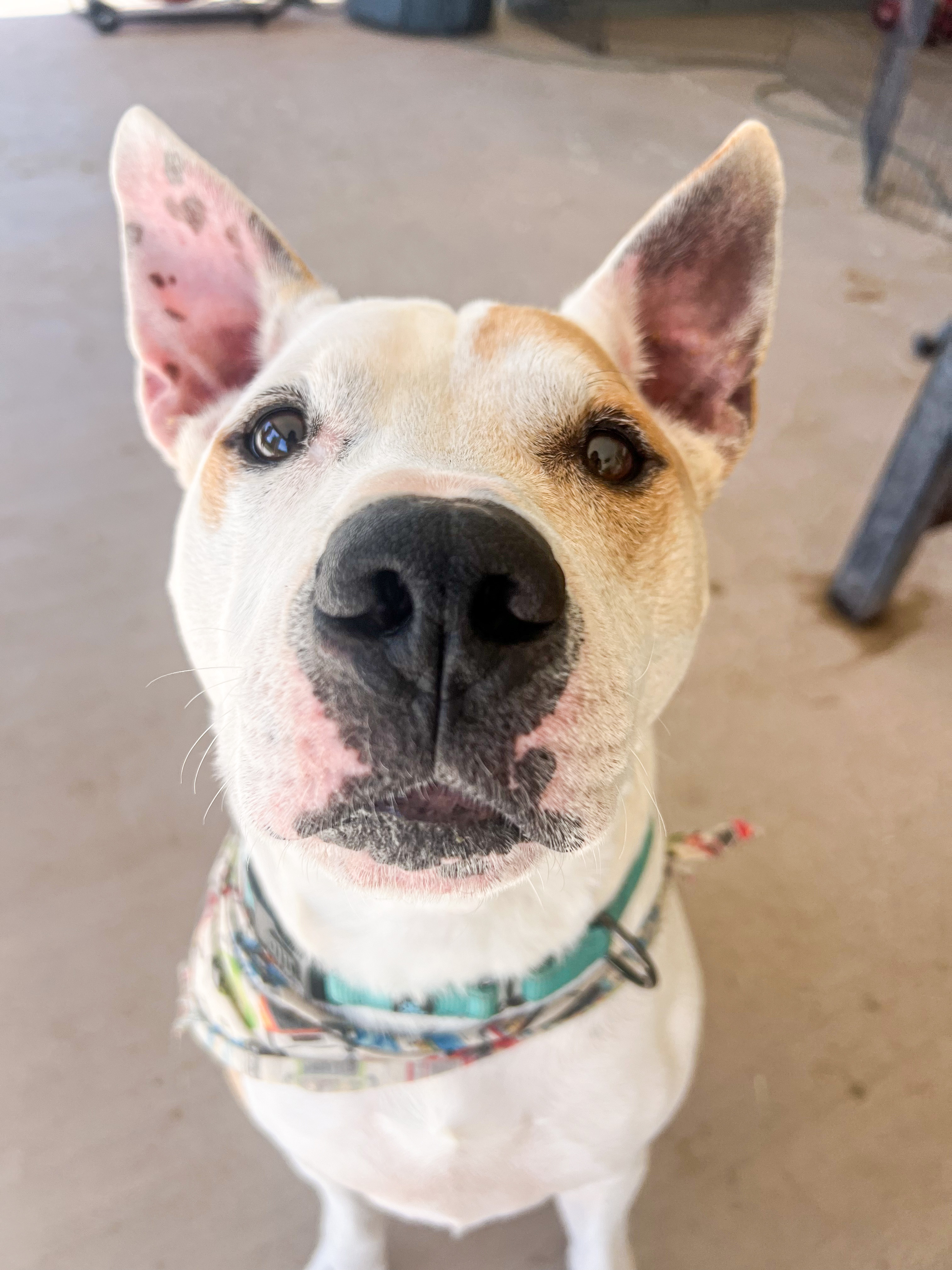 Dane, a Adoptable mixed breed in Peoria, AZ image 5/6