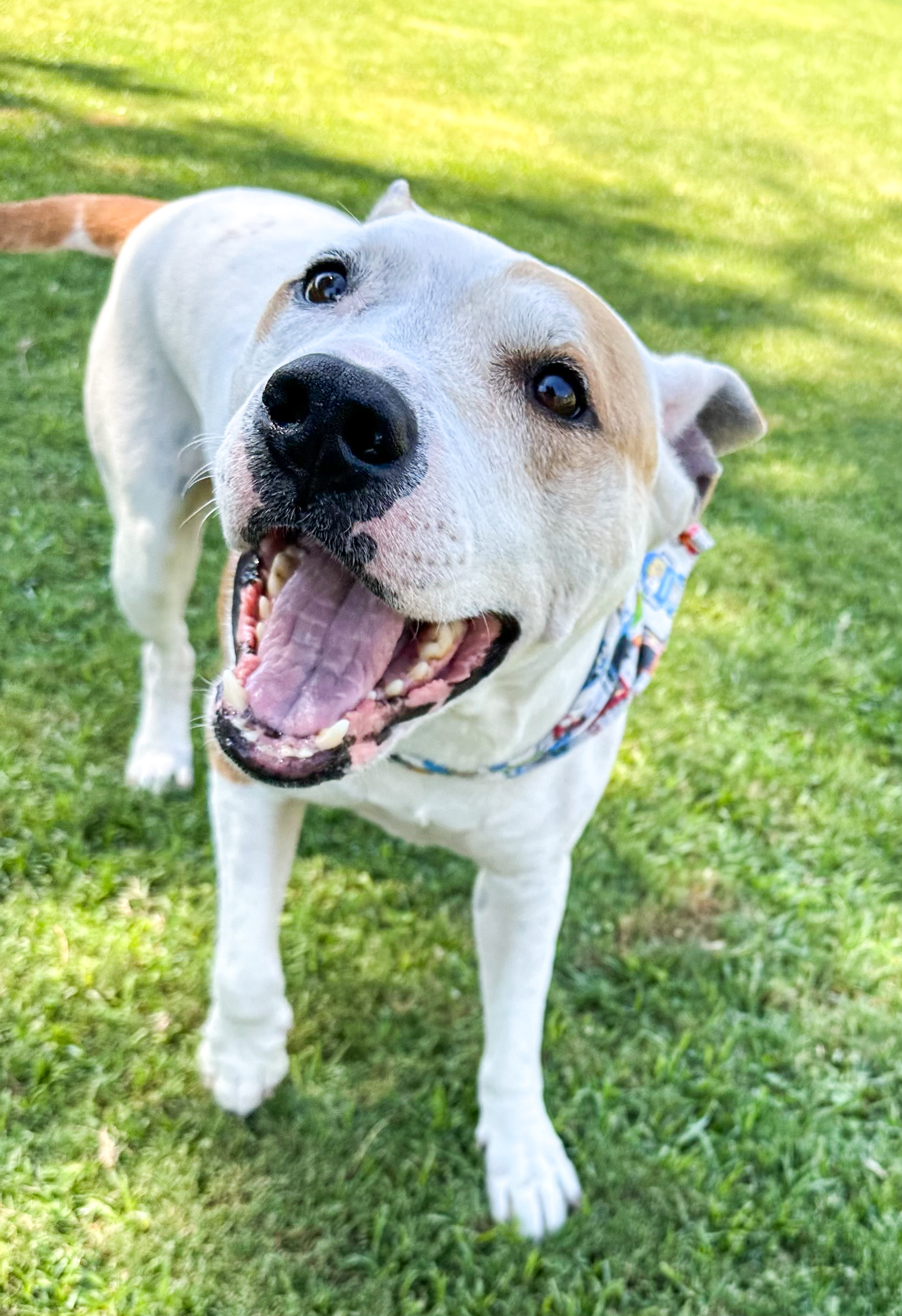 Dane, a Adoptable mixed breed in Peoria, AZ image 3/6