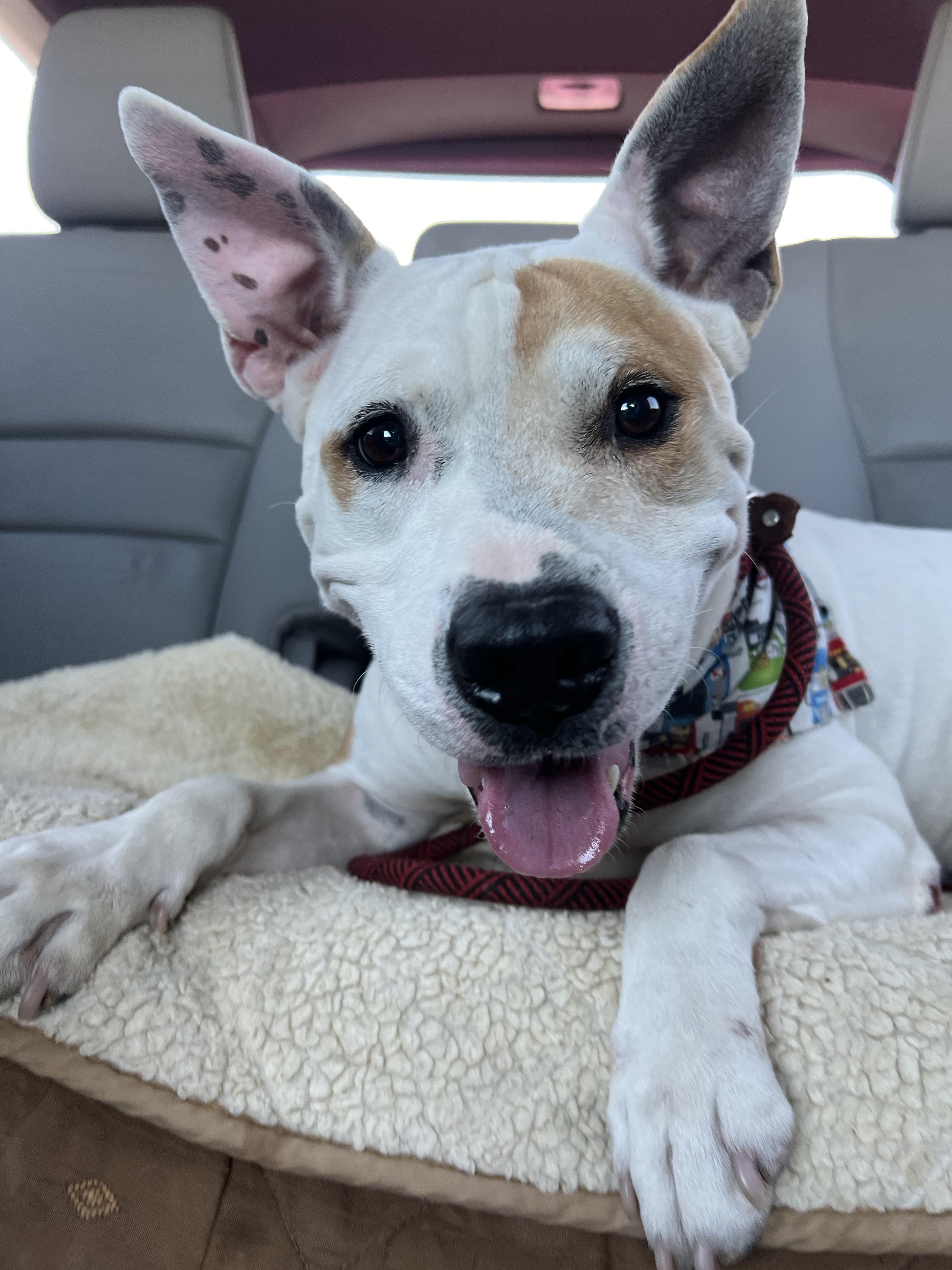 Dane, a Adoptable mixed breed in Peoria, AZ image 4/6