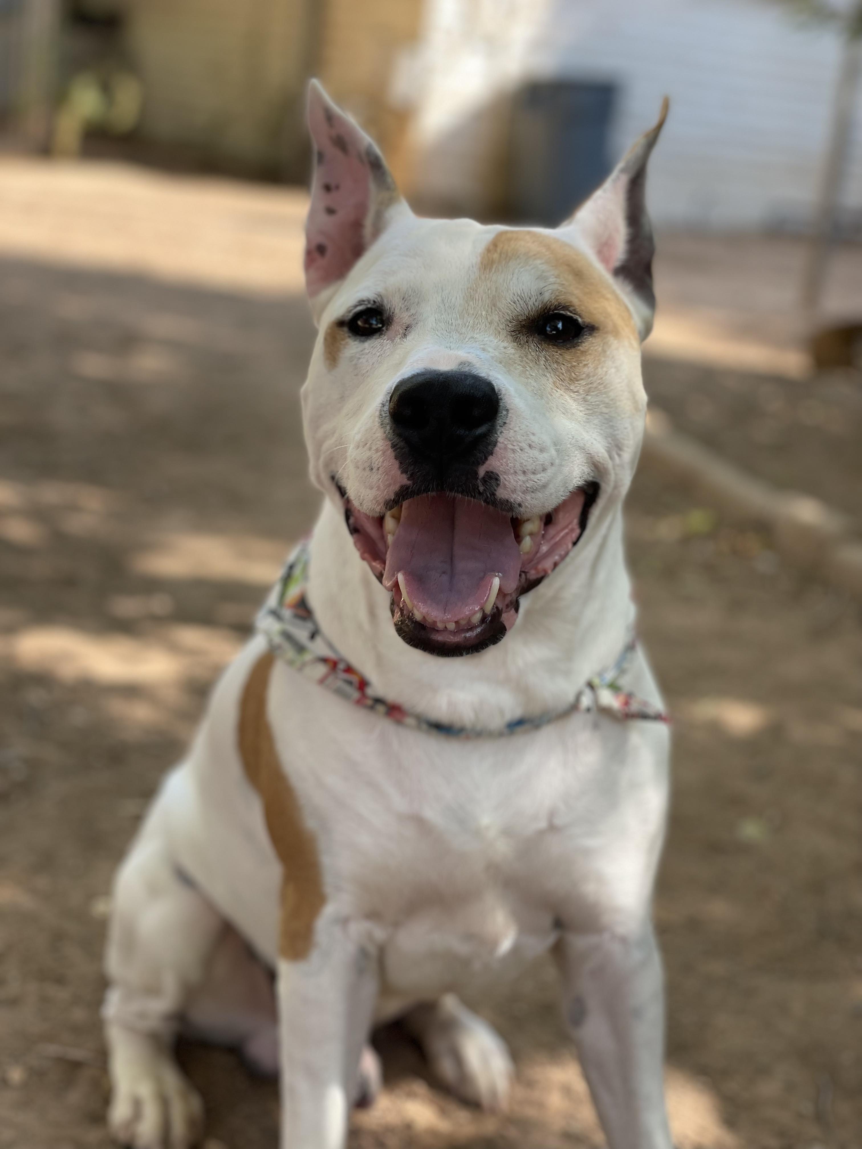 Dane, a Adoptable mixed breed in Peoria, AZ image 6/6