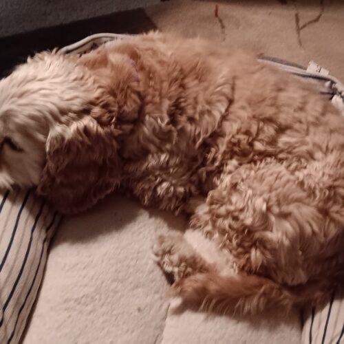 Enlarge Susie C 26036, a Adoptable mixed breed in Parker, CO image 1/4