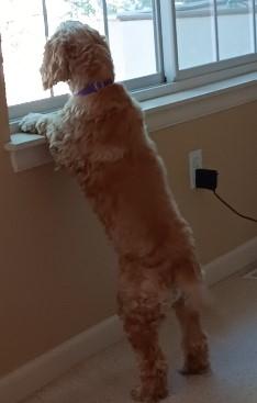 Enlarge Susie C 26036, a Adoptable mixed breed in Parker, CO image 2/4