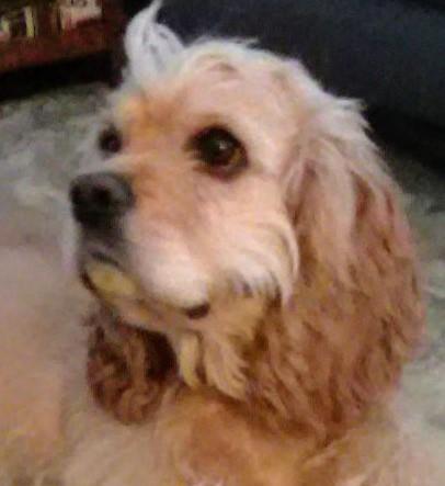 Enlarge Susie C 26036, a Adoptable mixed breed in Parker, CO image 3/4