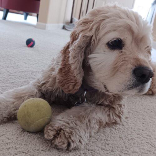 Enlarge Susie C 26036, a Adoptable mixed breed in Parker, CO image 4/4