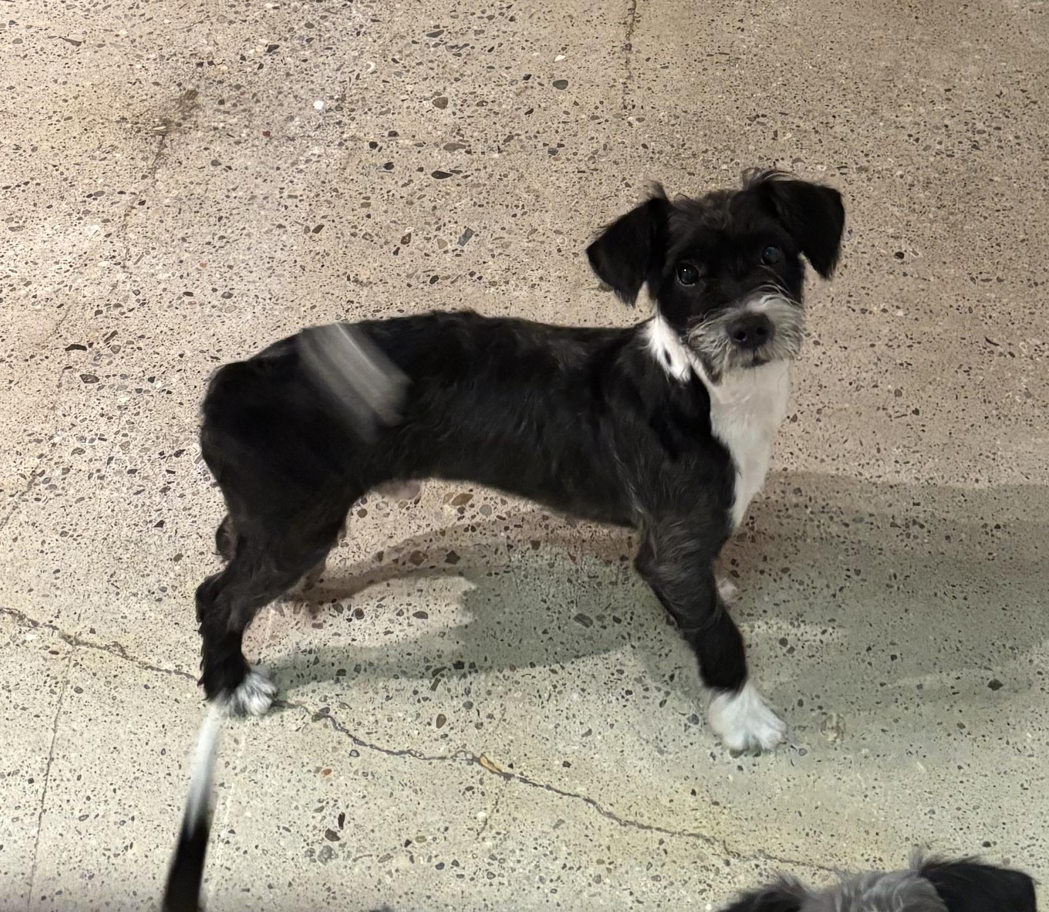 Enlarge Cash, a ADOPTABLE Miniature Schnauzer in Thousand Oaks, CA image 3/4