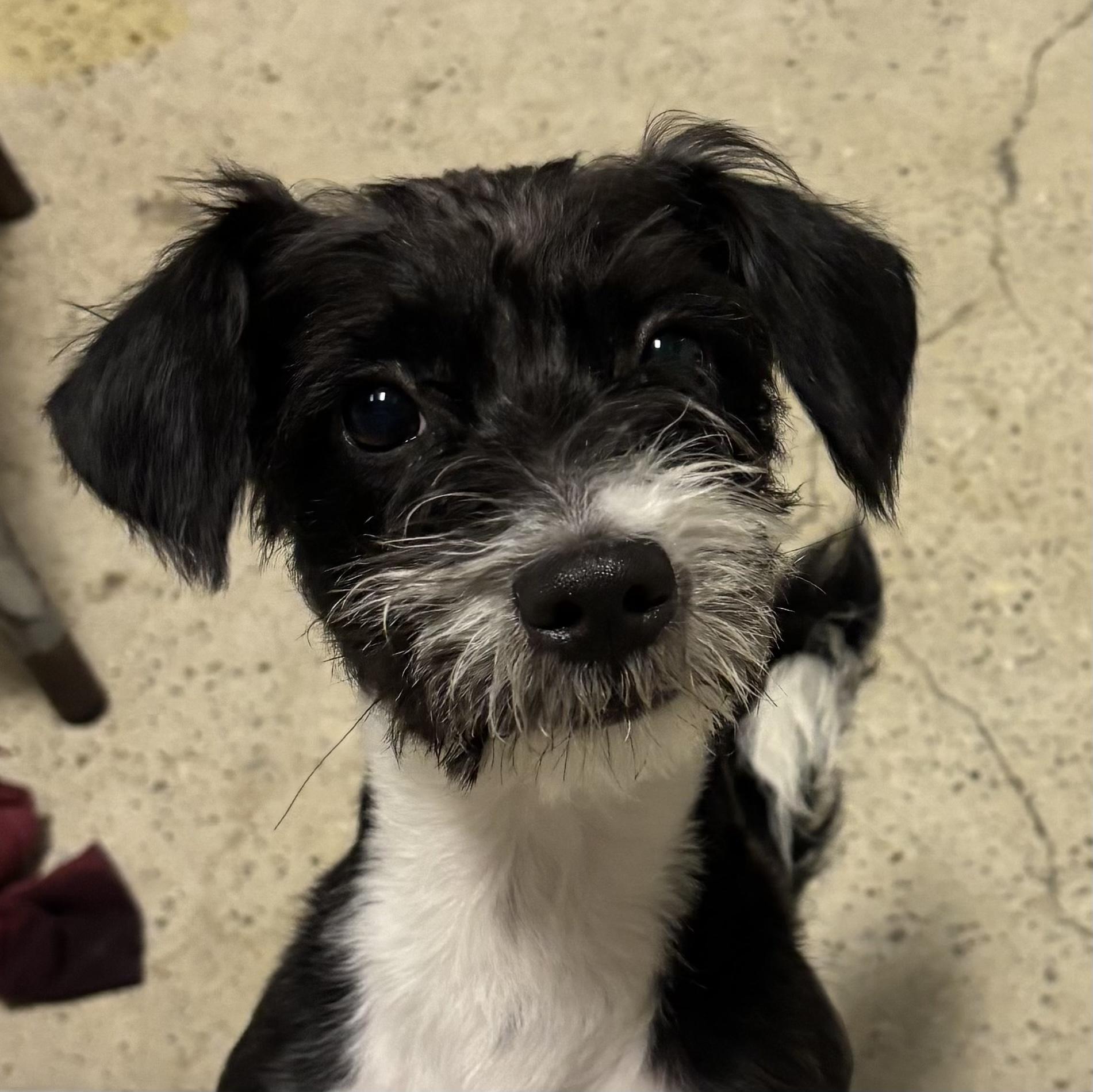 Enlarge Cash, a ADOPTABLE Miniature Schnauzer in Thousand Oaks, CA image 1/4