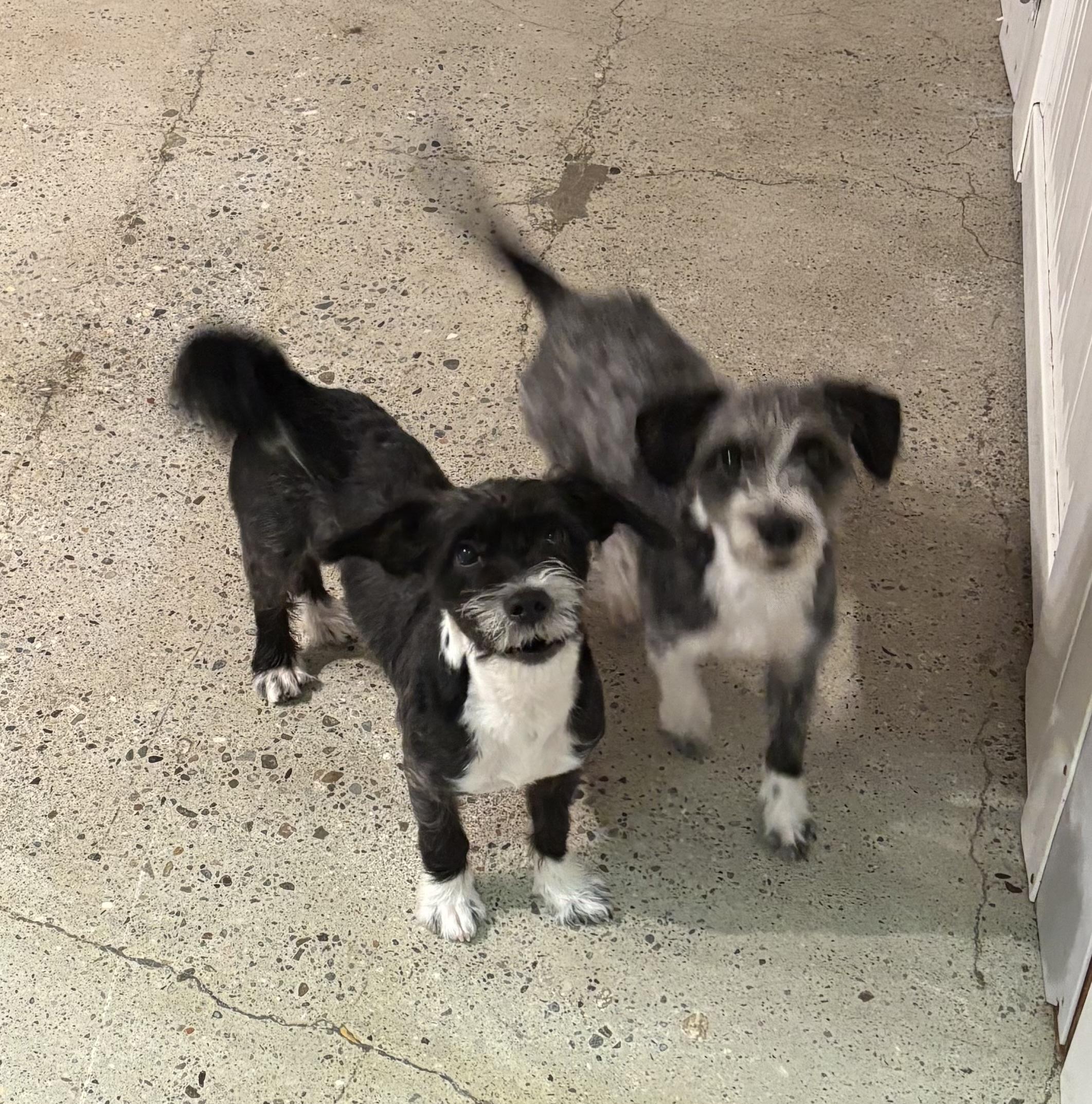 Enlarge Cash, a ADOPTABLE Miniature Schnauzer in Thousand Oaks, CA image 4/4