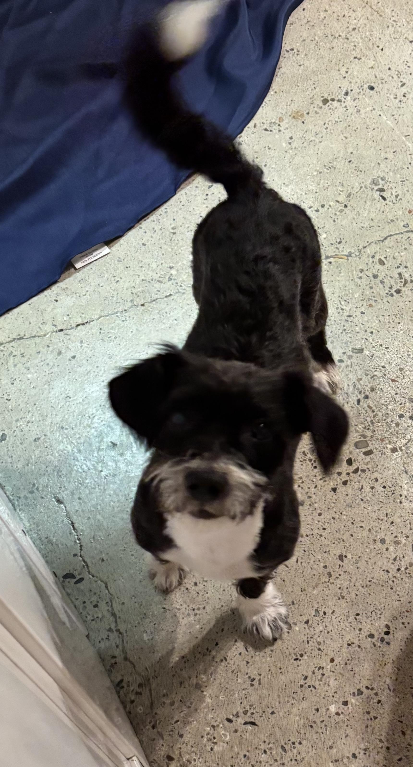 Enlarge Cash, a ADOPTABLE Miniature Schnauzer in Thousand Oaks, CA image 2/4