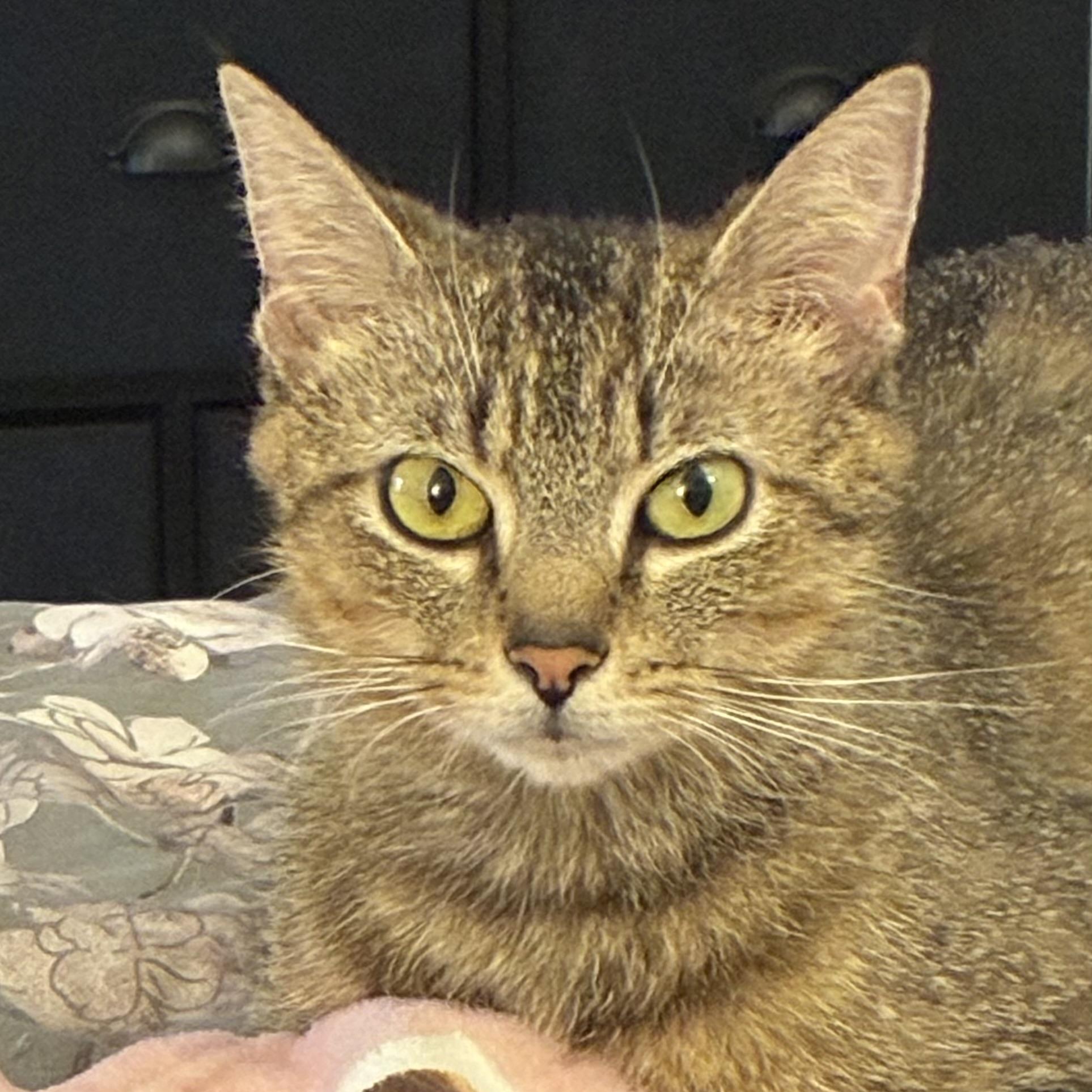 Figgy, adoptable, Adult Female Domestic Short Hair.