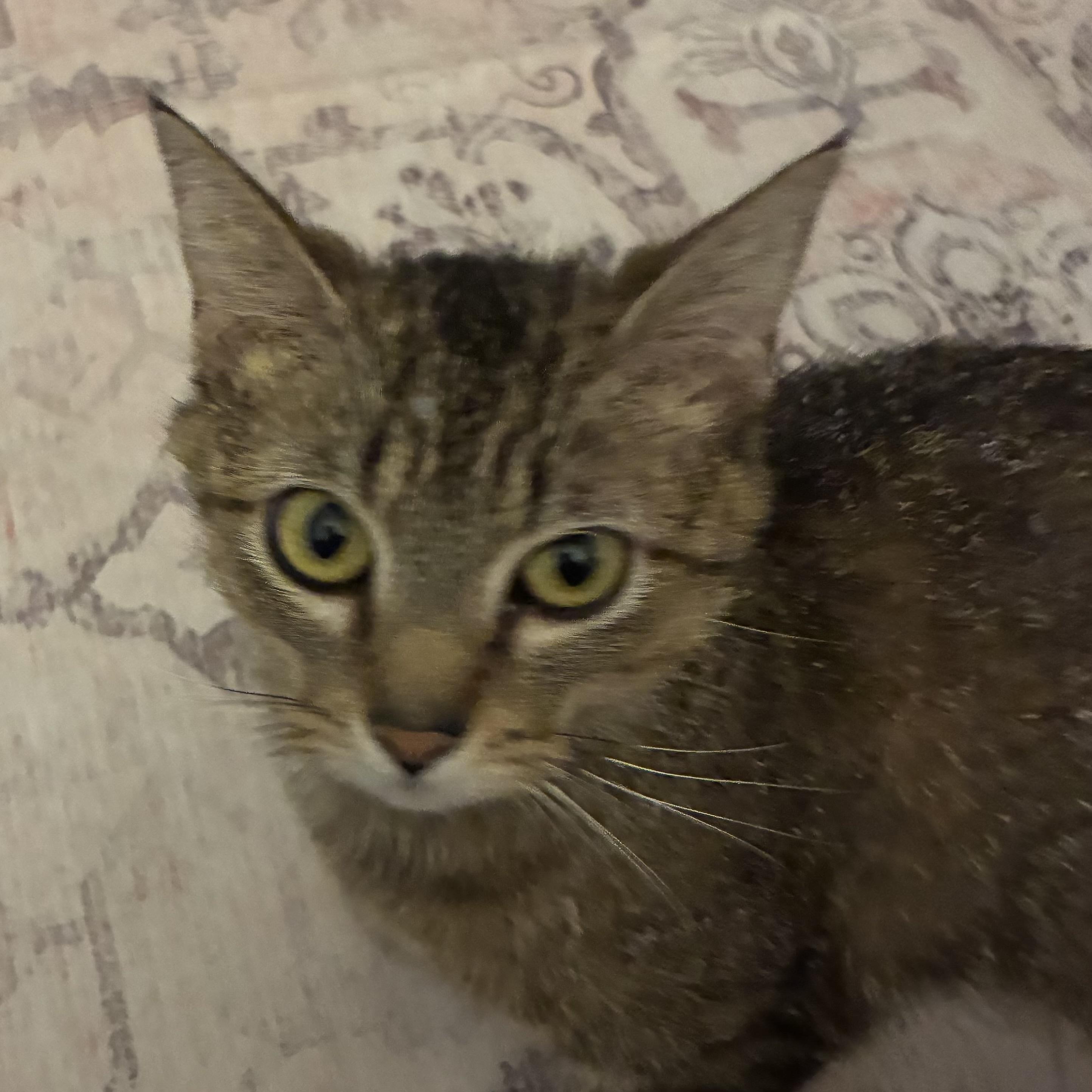 Figgy, an adoptable mixed breed in Libertyville, IL image 2/2