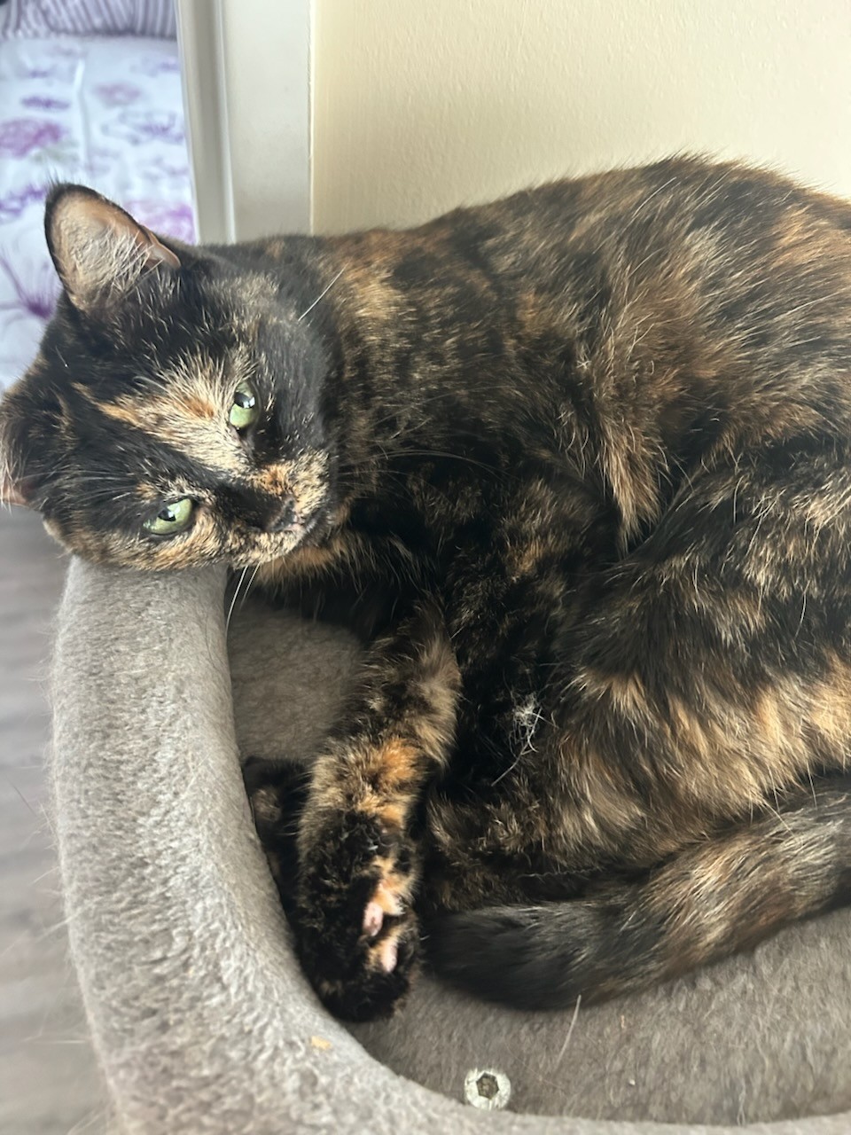 Honey, Adoptable, Adult Female Domestic Short Hair.