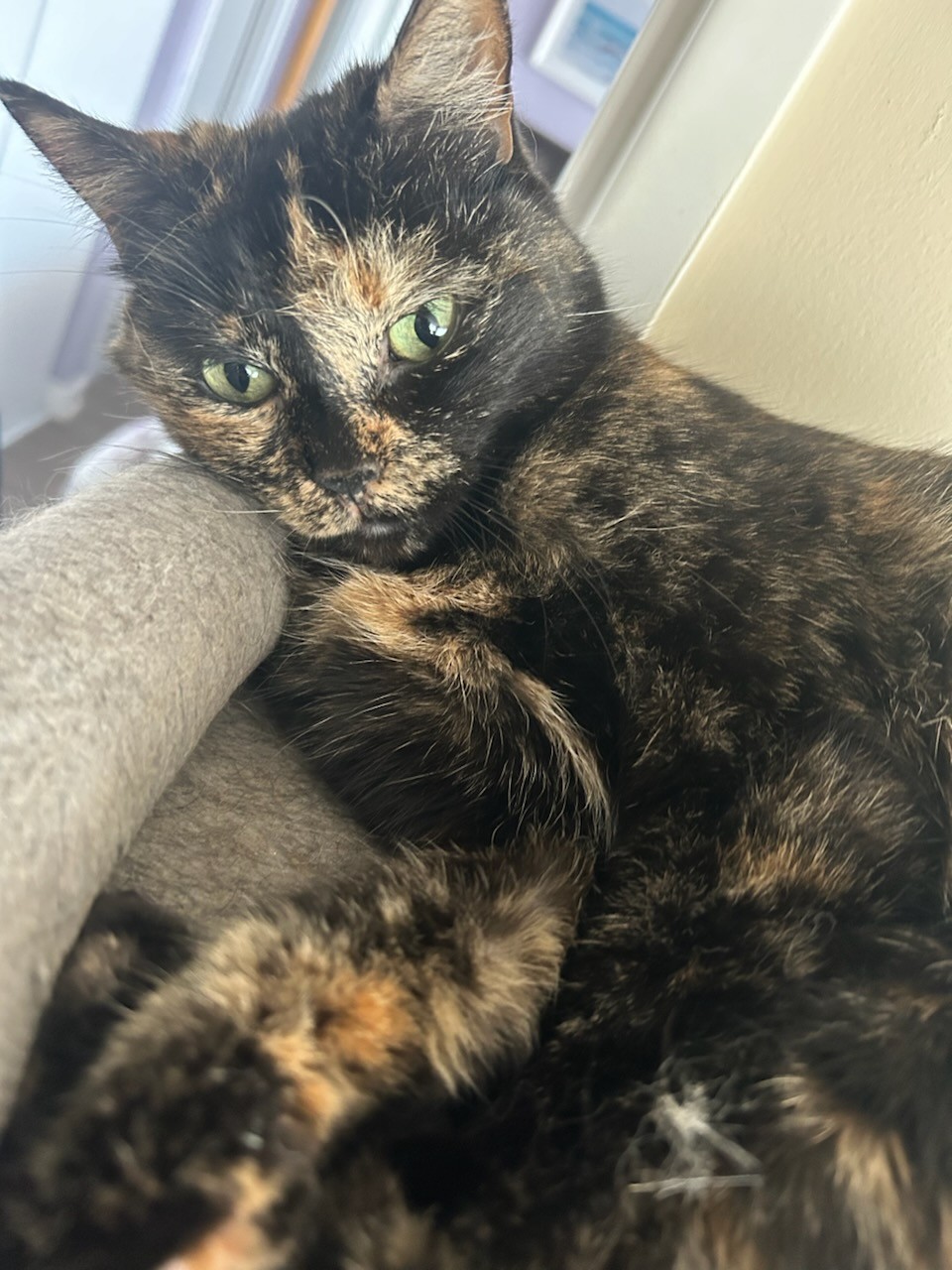 Honey, a Adoptable Domestic Short Hair in Oshawa, ON image 3/5