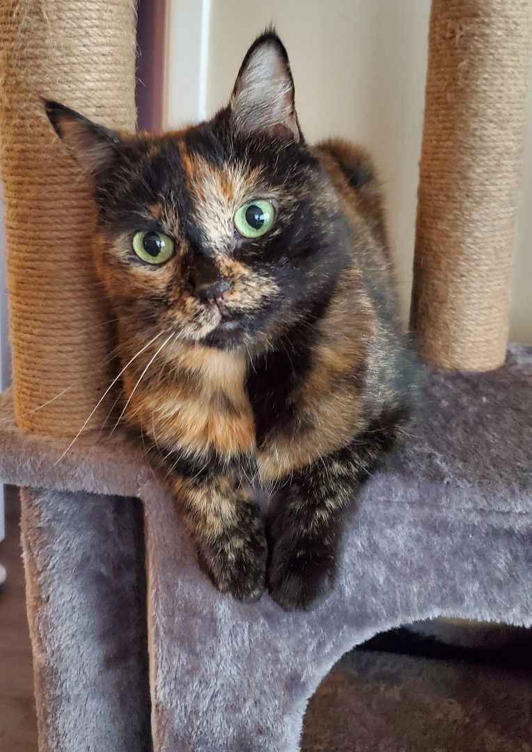 Honey, a Adoptable Domestic Short Hair in Oshawa, ON image 4/5