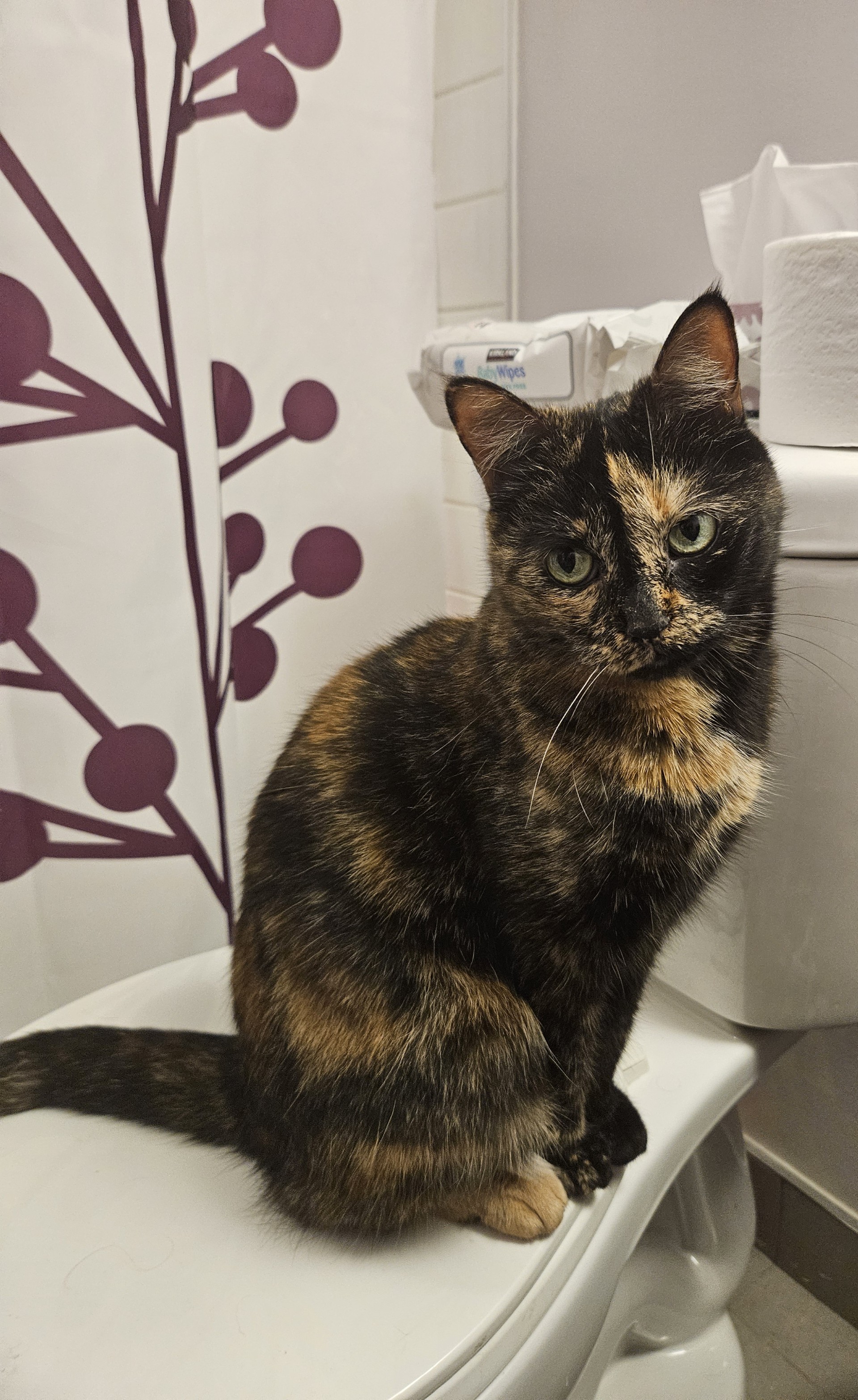 Honey, a Adoptable Domestic Short Hair in Oshawa, ON image 5/5
