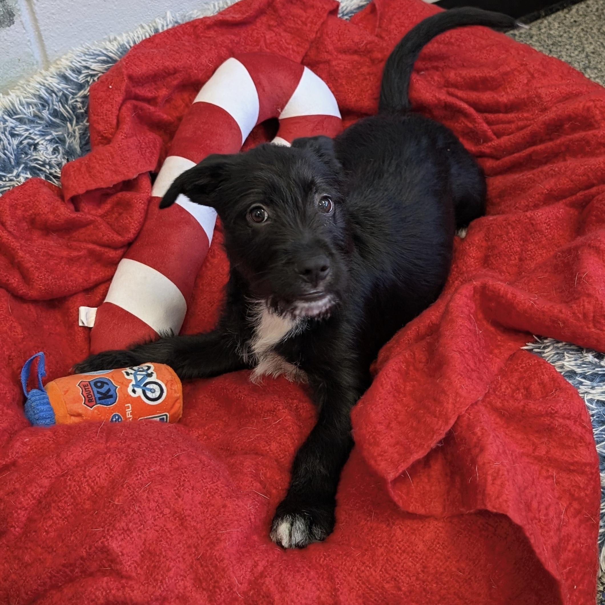 MAXIE DEAN, a Adoptable mixed breed in Cranston, RI image 2/2