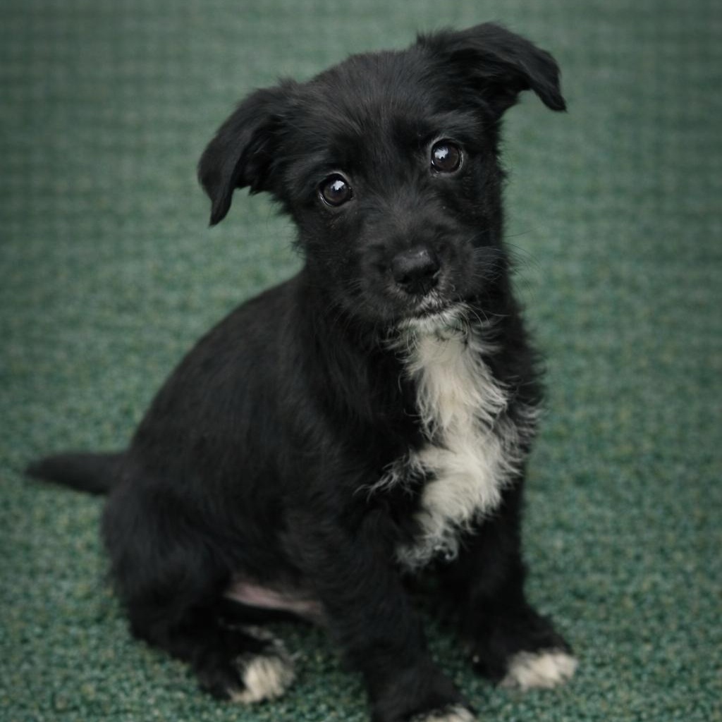 MAXIE DEAN, a Adoptable mixed breed in Cranston, RI image 1/2