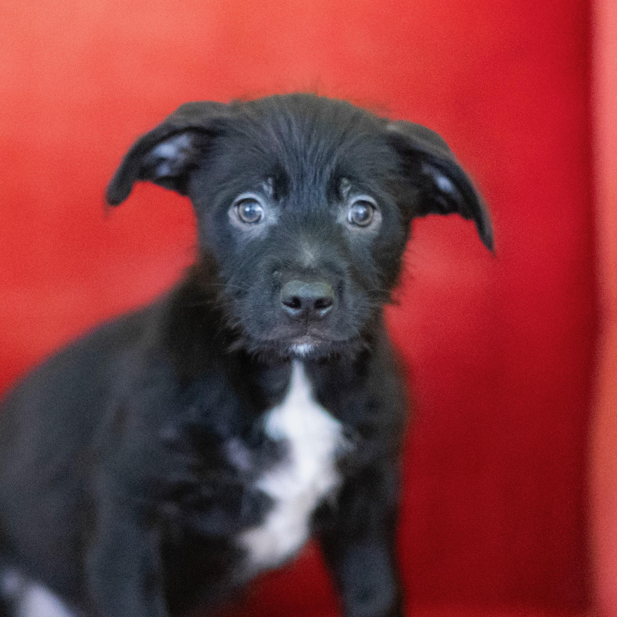 Enlarge MAXIE DEAN, a Adoptable mixed breed in Cranston, RI image 1/1