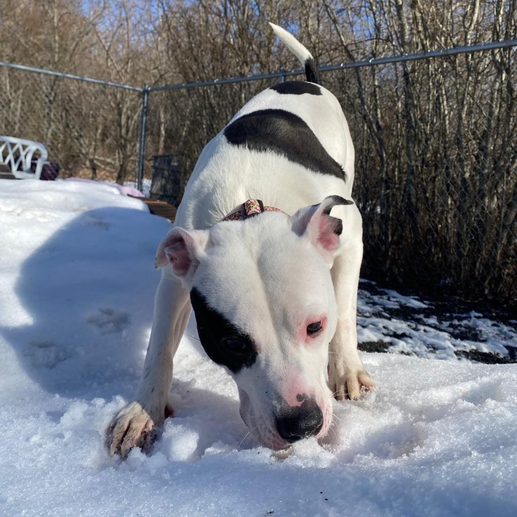 Pippa, a Adoptable mixed breed in Fall River, MA image 1/6