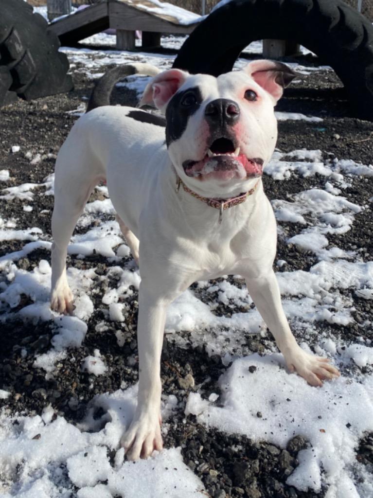 Pippa, a Adoptable mixed breed in Fall River, MA image 2/6
