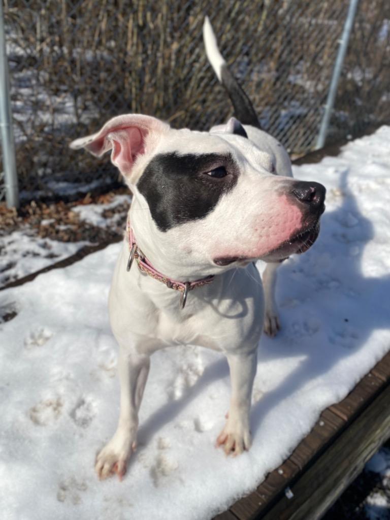 Pippa, a Adoptable mixed breed in Fall River, MA image 3/6