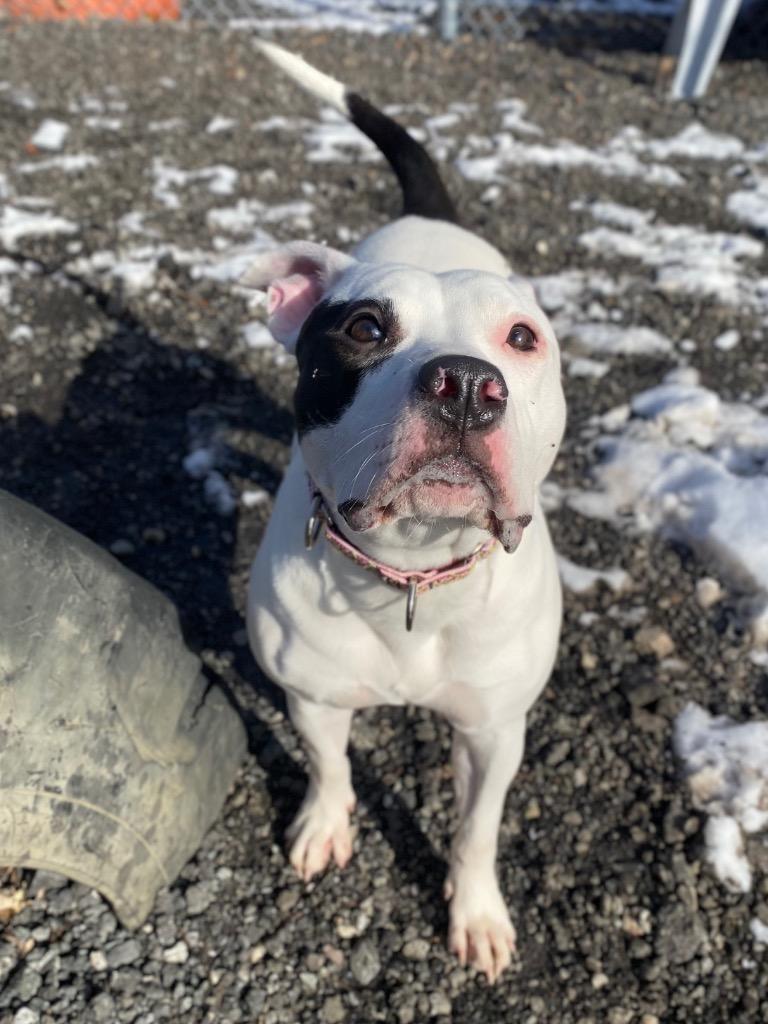 Pippa, a Adoptable mixed breed in Fall River, MA image 4/6