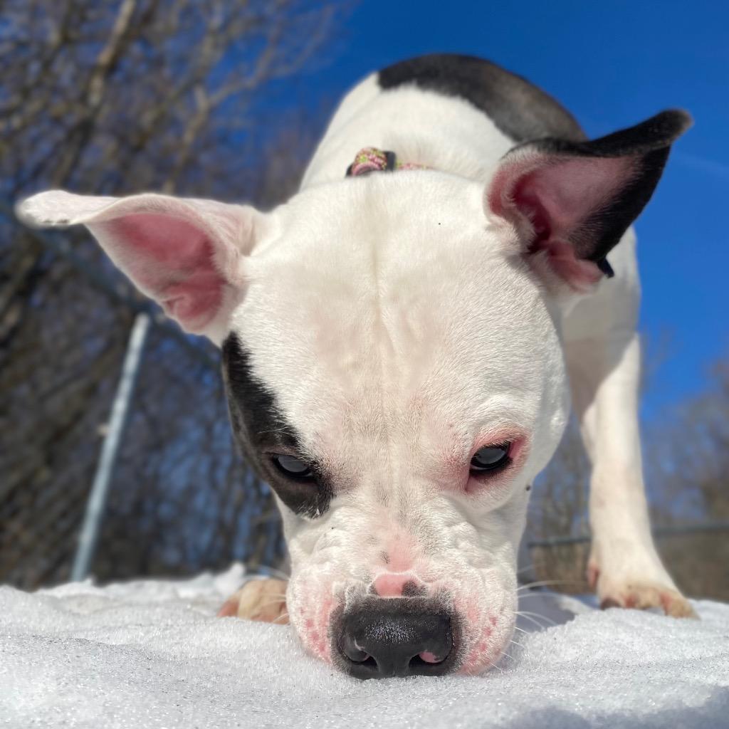 Pippa, a Adoptable mixed breed in Fall River, MA image 5/6
