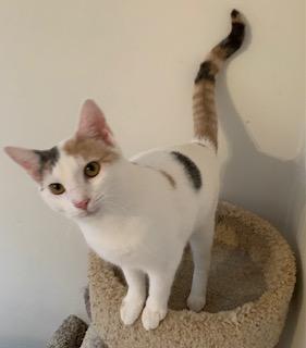 Enlarge Twinnie, a Adoptable Dilute Calico in Naugatuck, CT image 1/3