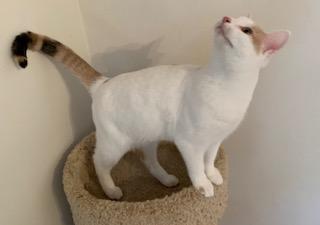 Enlarge Twinnie, a Adoptable Dilute Calico in Naugatuck, CT image 2/3