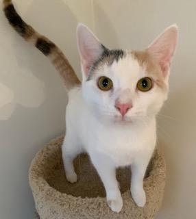 Enlarge Twinnie, a Adoptable Dilute Calico in Naugatuck, CT image 3/3