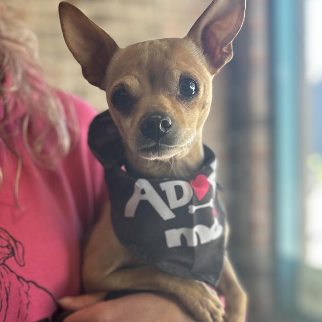Quigley, Adoptable, Senior Male Chihuahua.