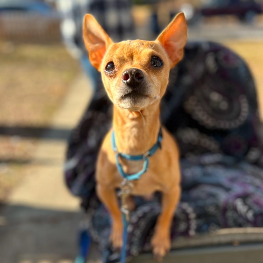 Enlarge Quigley, a Adoptable Chihuahua in Kansas City, MO image 1/3