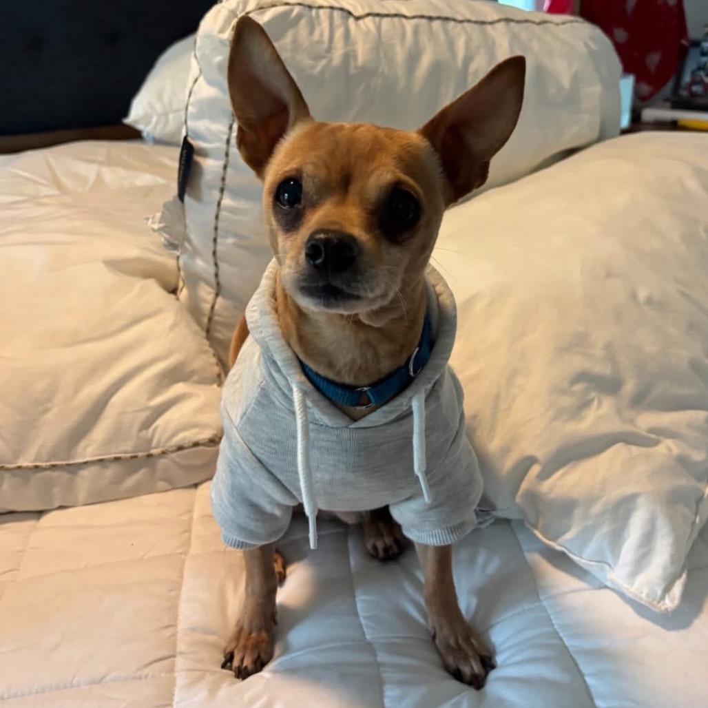 Enlarge Quigley, a Adoptable Chihuahua in Kansas City, MO image 2/3