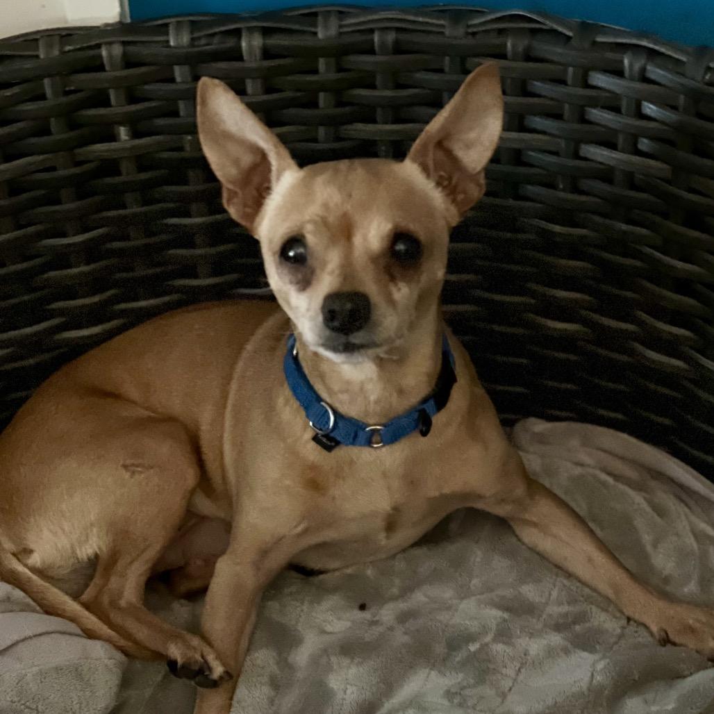 Enlarge Quigley, a Adoptable Chihuahua in Kansas City, MO image 3/3