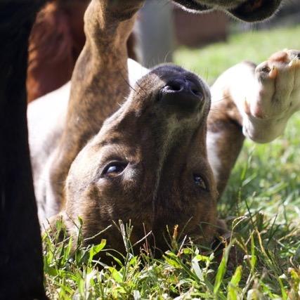 Luigi, Adoptable, Adult Male Mountain Cur.