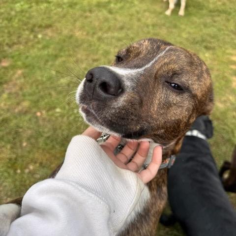 Enlarge Luigi, a Adoptable Mountain Cur in Jersey City, NJ image 2/6