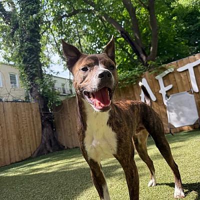 Enlarge Luigi, a Adoptable Mountain Cur in Jersey City, NJ image 5/6