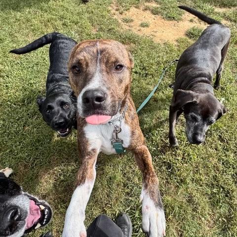 Enlarge Luigi, a Adoptable Mountain Cur in Jersey City, NJ image 6/6